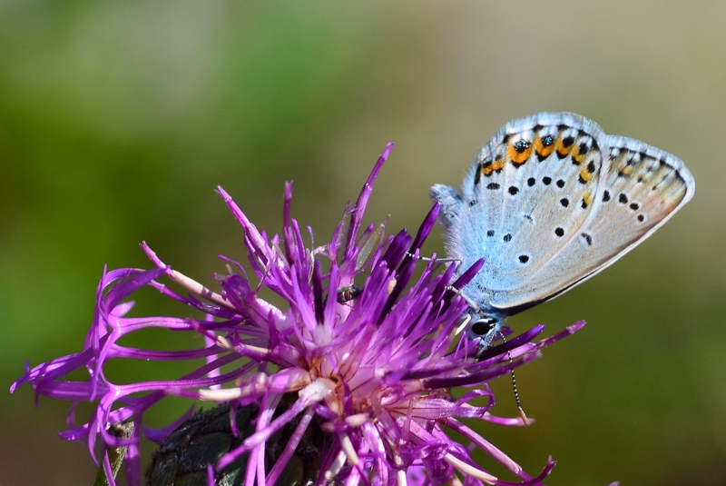 Plebejus (Plebejus) argyrognomon